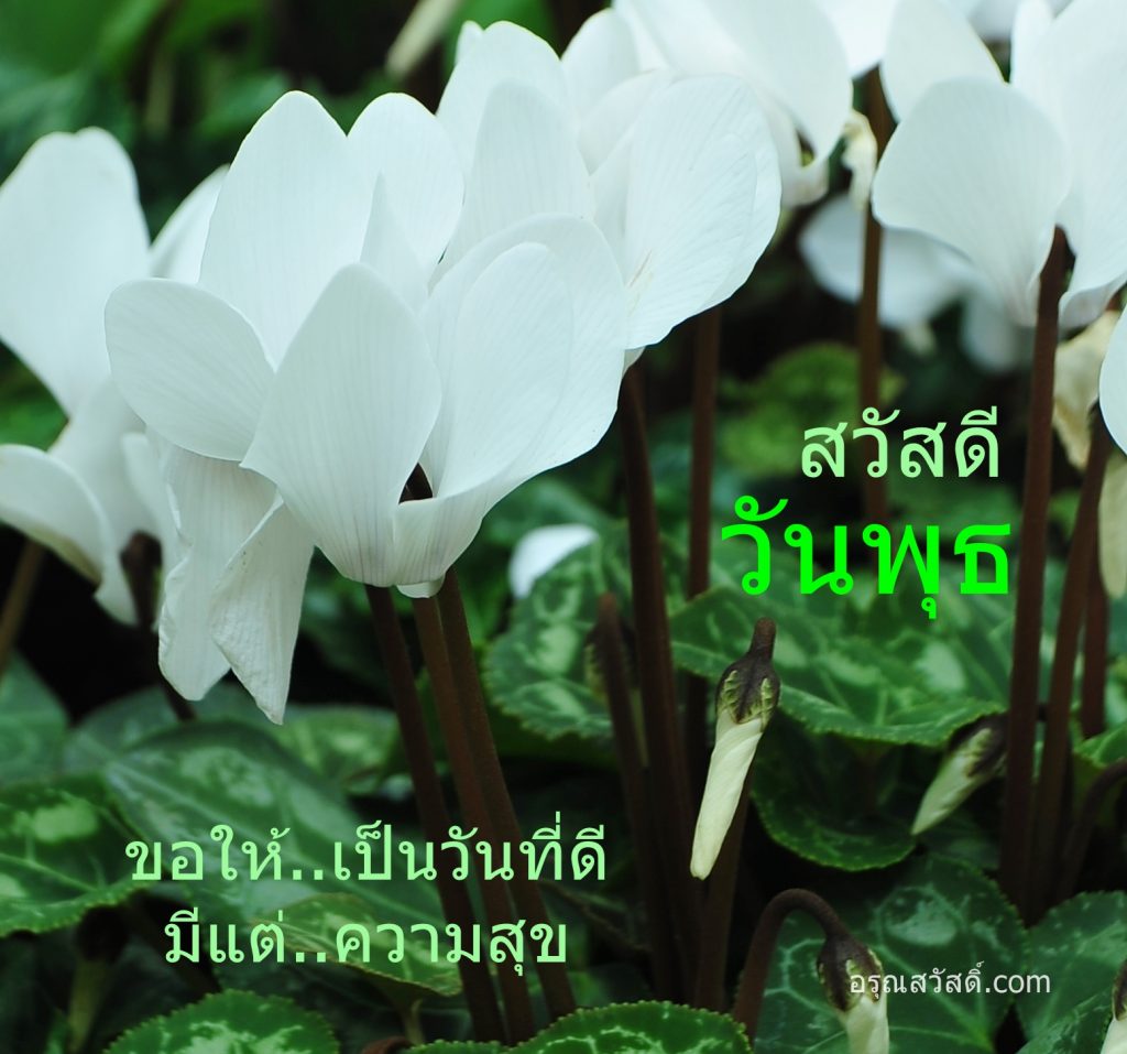 สวัสดีวันพุธ