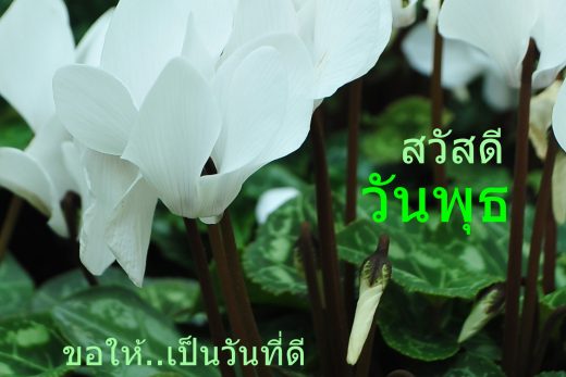 สวัสดีวันพุธ