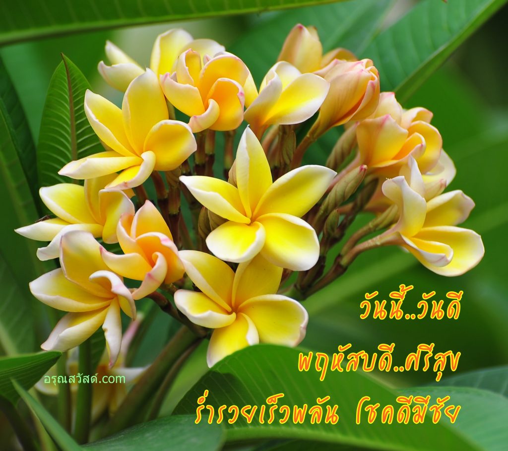สวัสดีวันพฤหัสบดี