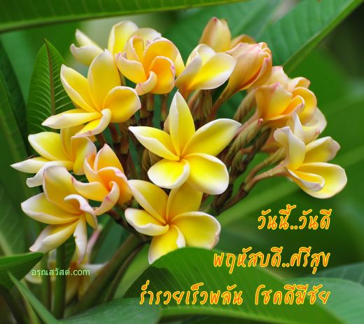สวัสดีวันพฤหัสบดี