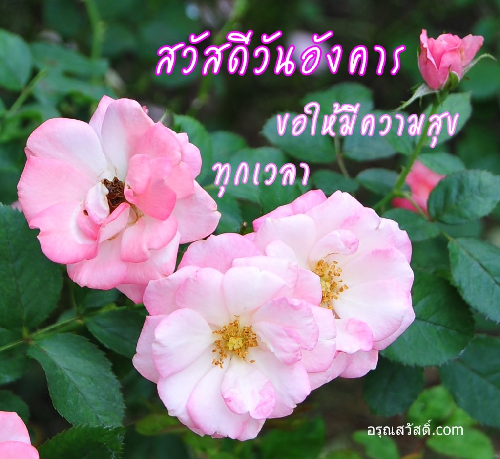 สวัสดีวันอังคาร