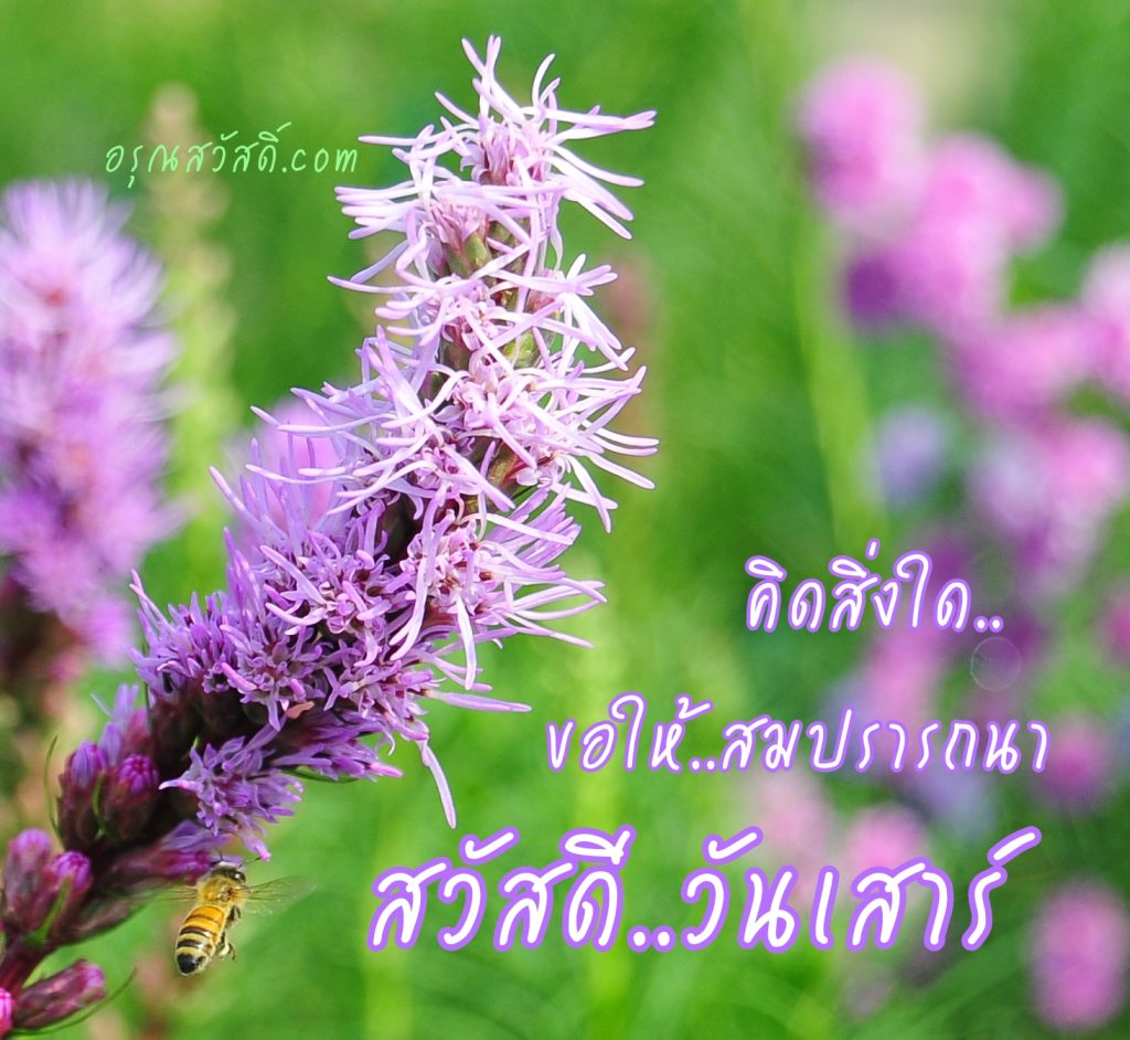 สวัสดีวันเสาร์