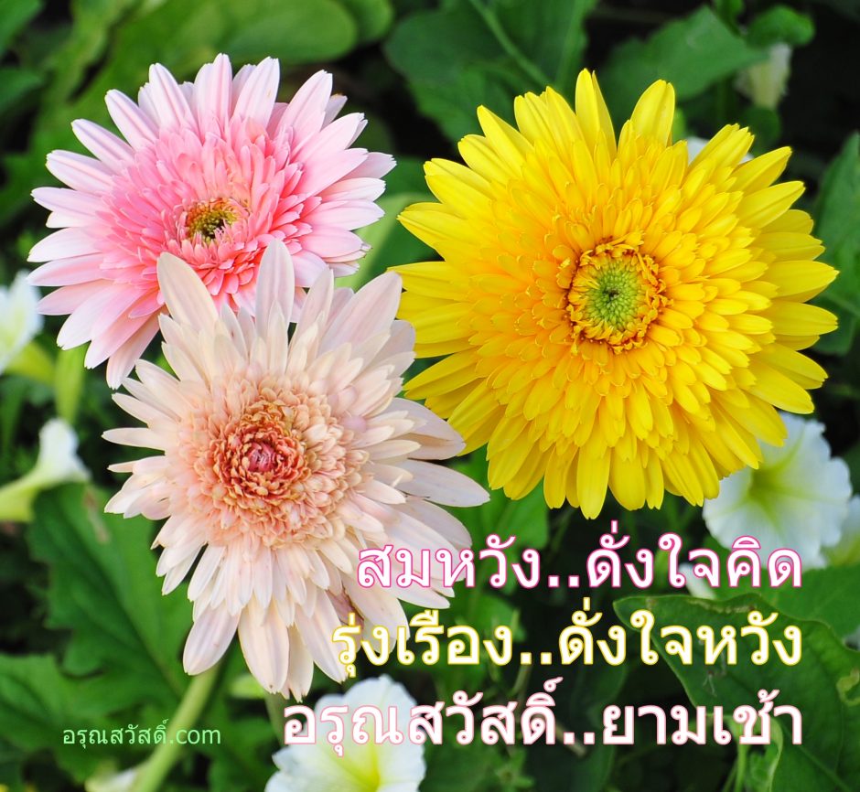 อรุณสวัสดิ์