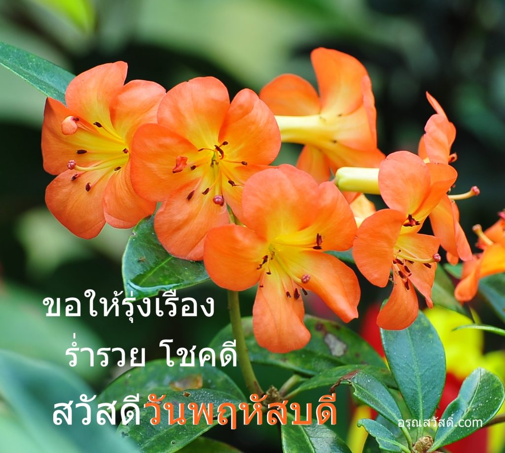 สวัสดีวันพฤหัสบดี