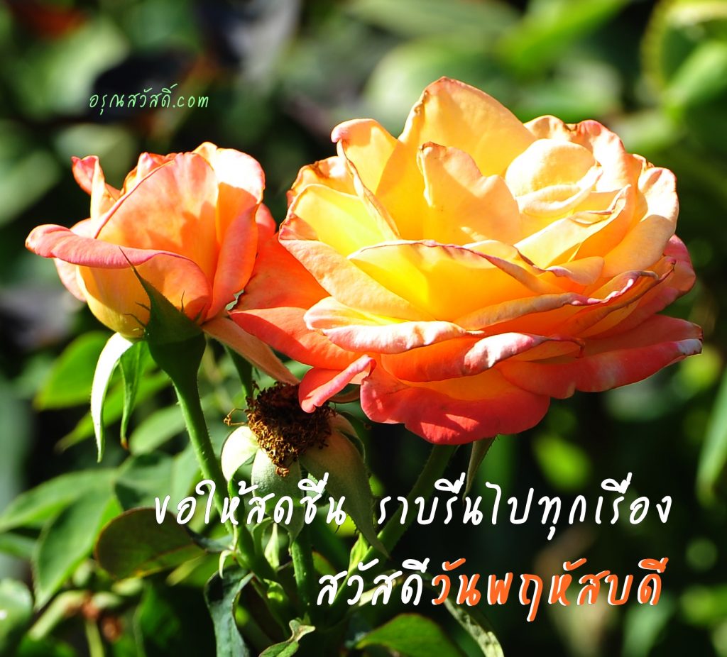 สวัสดีวันพฤหัสบดี