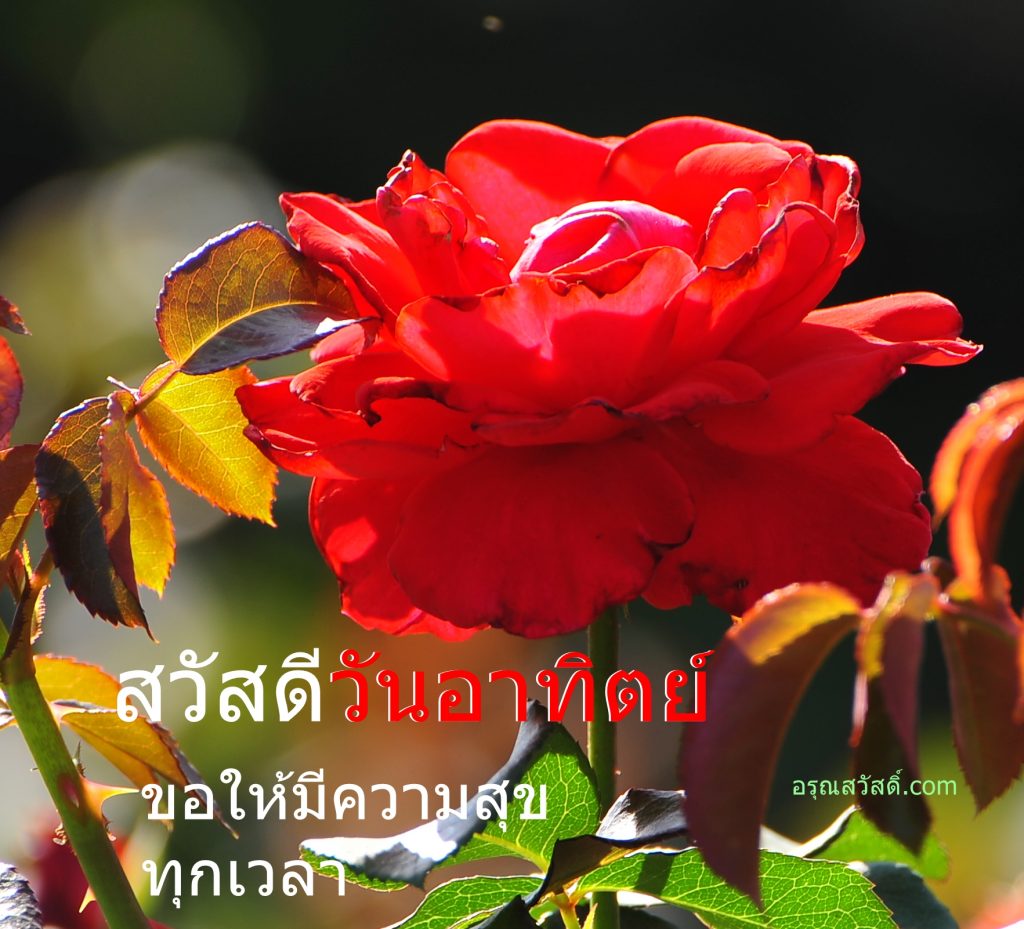 สวัสดีวันอาทิตย์