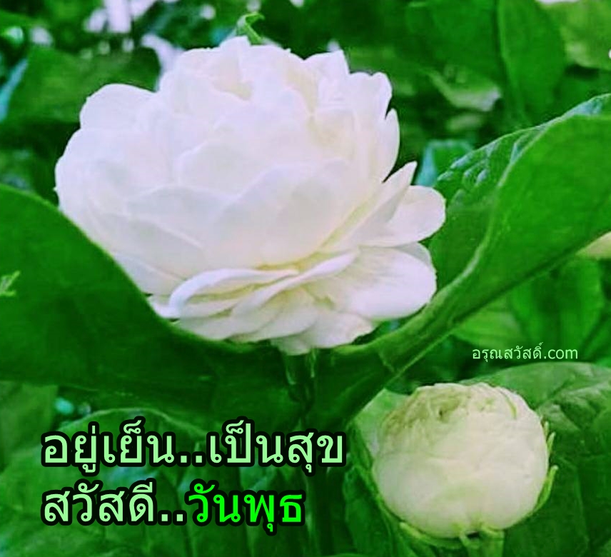 สวัสดีวันพุธ
