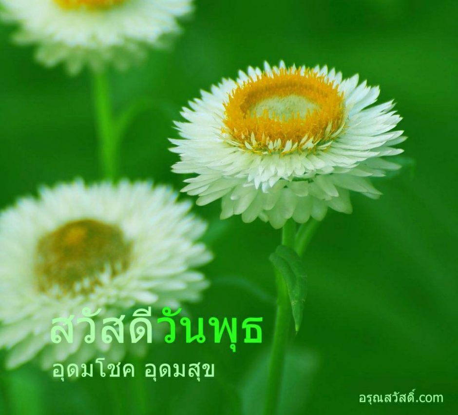 สวัสดีวันพุธ