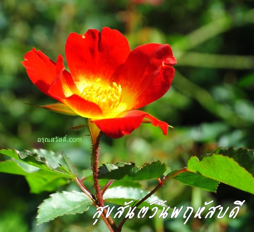 สวัสดีวันพฤหัสบดี