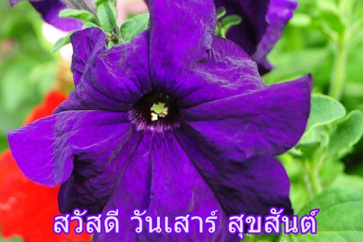 สวัสดีวันเสาร์
