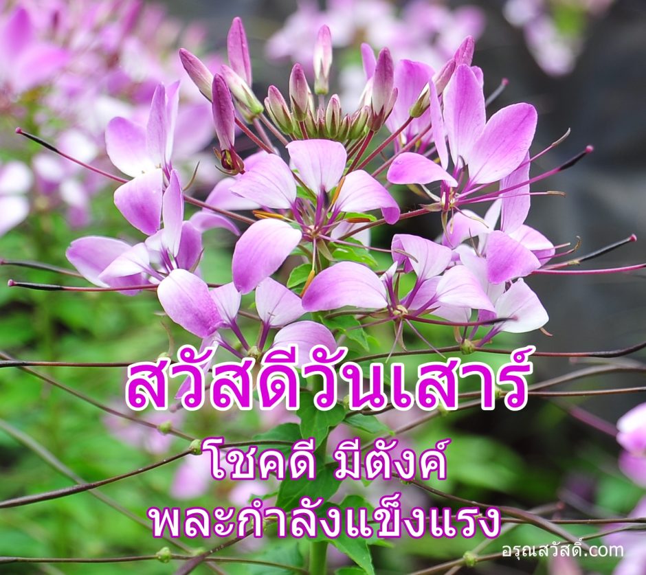 สวัสดีวันเสาร์