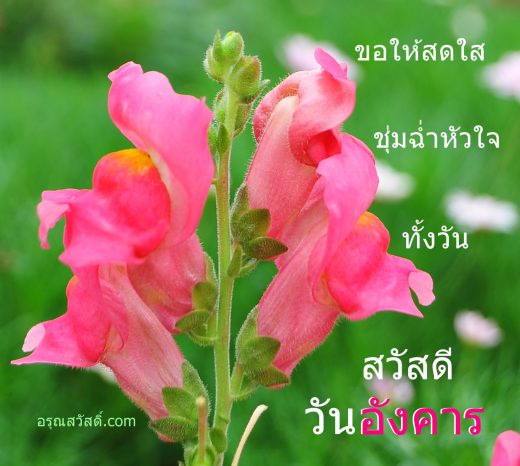 สวัสดีวันอังคาร