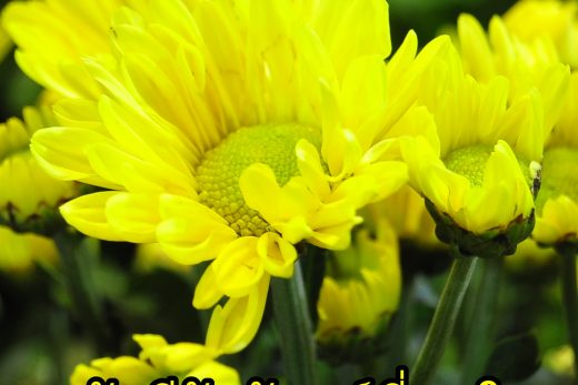 สวัสดีวันจันทร์