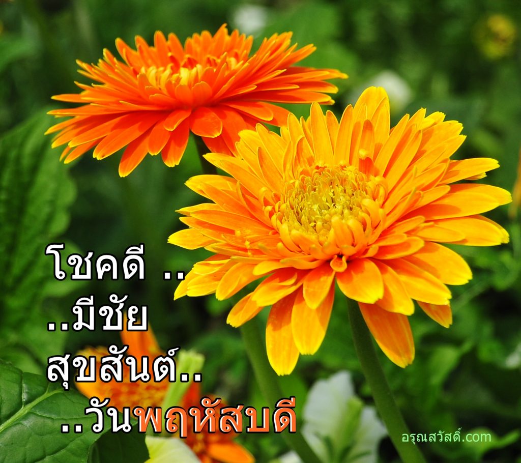 สวัสดีวันพฤหัสบดี