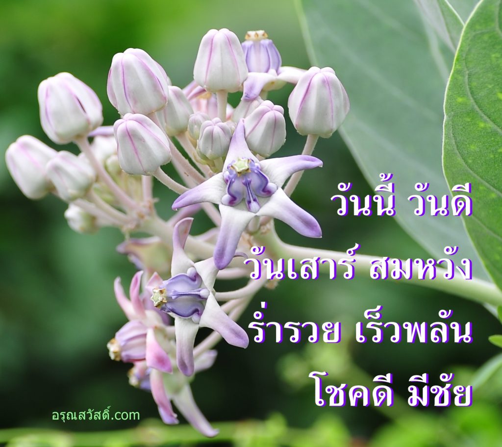 สวัสดีวันเสาร์