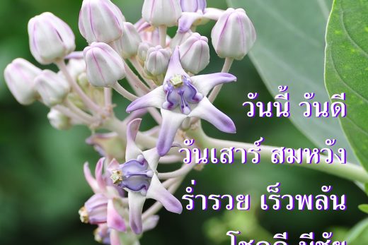 สวัสดีวันเสาร์