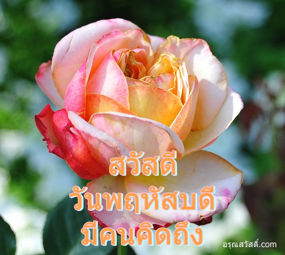 สวัสดีวันพฤหัสบดี