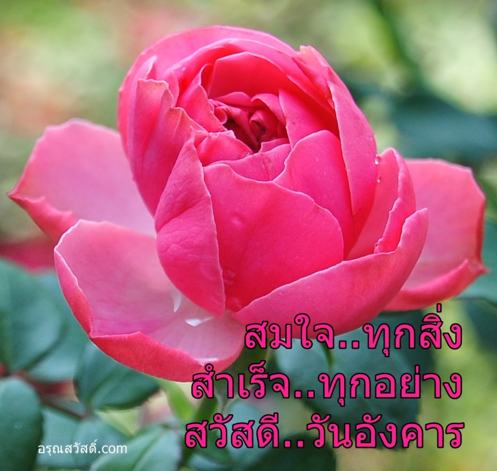 สวัสดีวันอังคาร