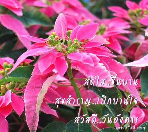 สวัสดีวันอังคาร