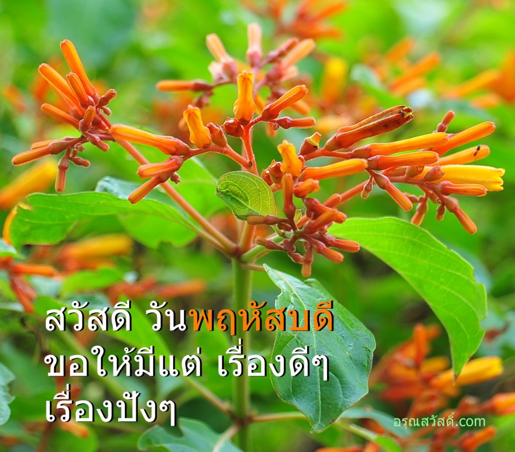 สวัสดีวันพฤหัสบดี