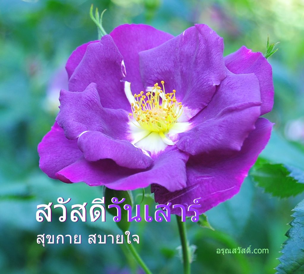 สวัสดีวันเสาร์