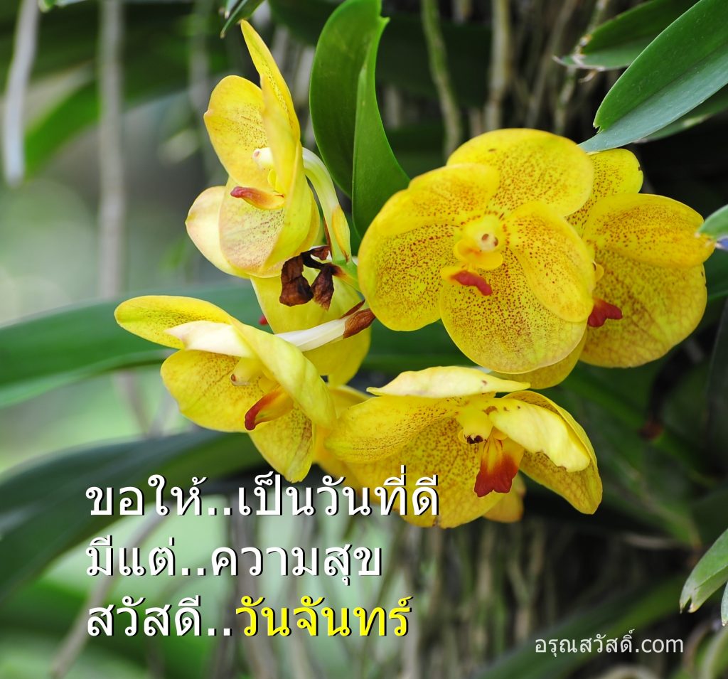 สวัสดีวันจันทร์