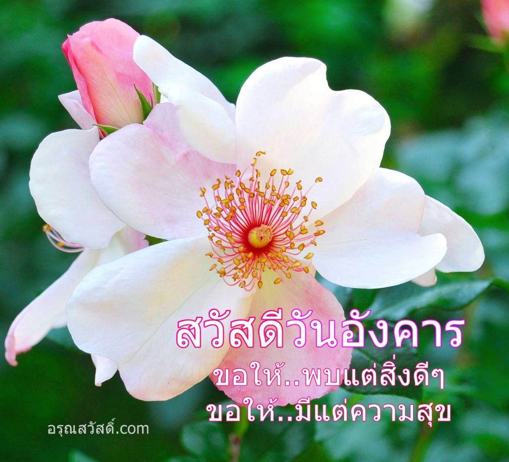 สวัสดีวันอังคาร