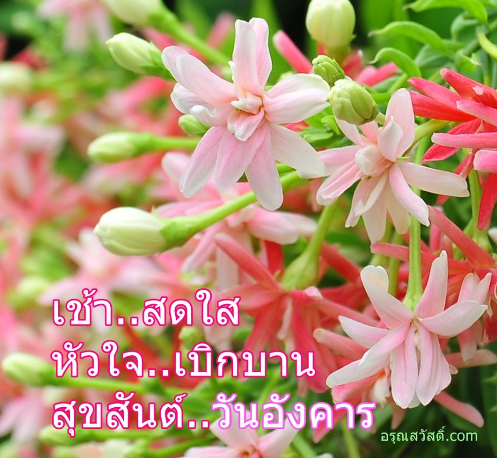 สวัสดีวันอังคาร