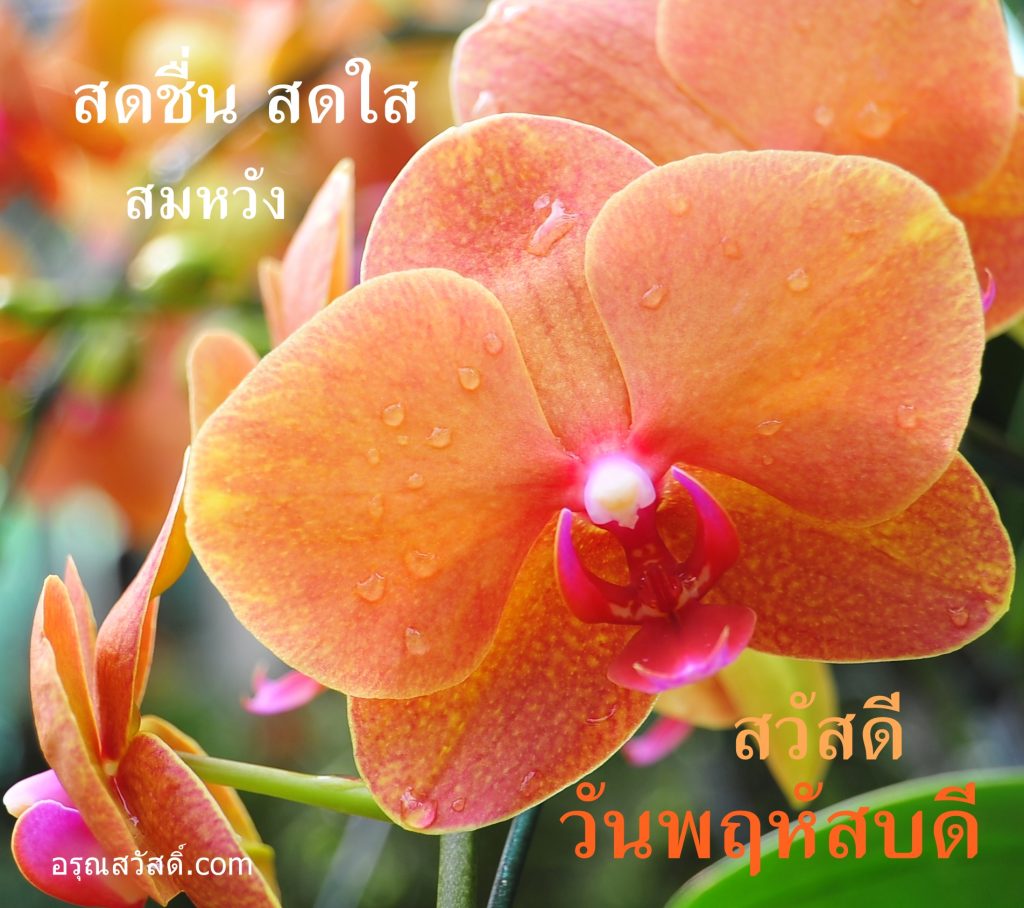 สวัสดีวันพฤหัสบดี