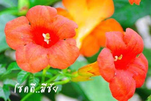 สวัสดีวันพฤหัสบดี