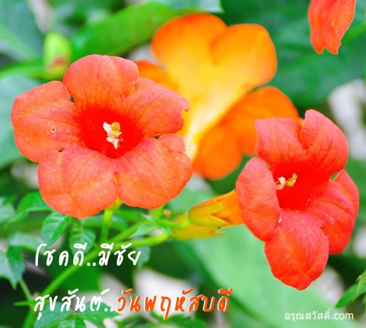 สวัสดีวันพฤหัสบดี