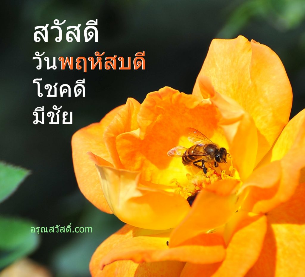 สวัสดีวันพฤหัสบดี