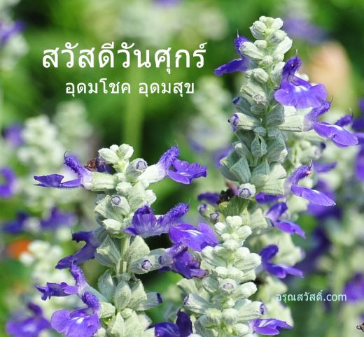 สวัสดีวันศุกร์