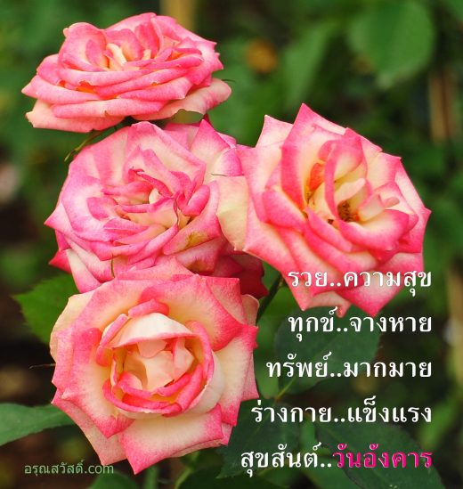 สวัสดีวันอังคาร