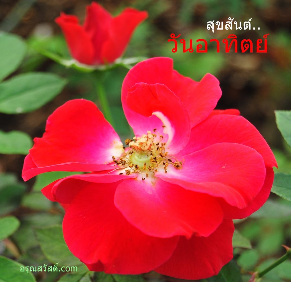 สวัสดีวันอาทิตย์