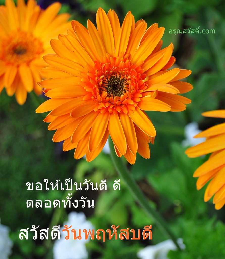 สวัสดีวันพฤหัสบดี