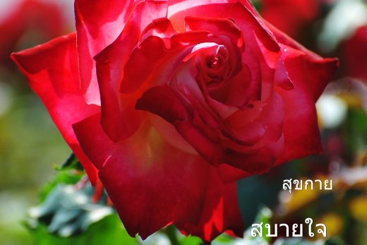 สวัสดีวันอาทิตย์