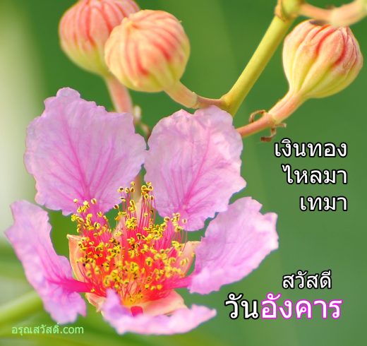 สวัสดีวันอังคาร