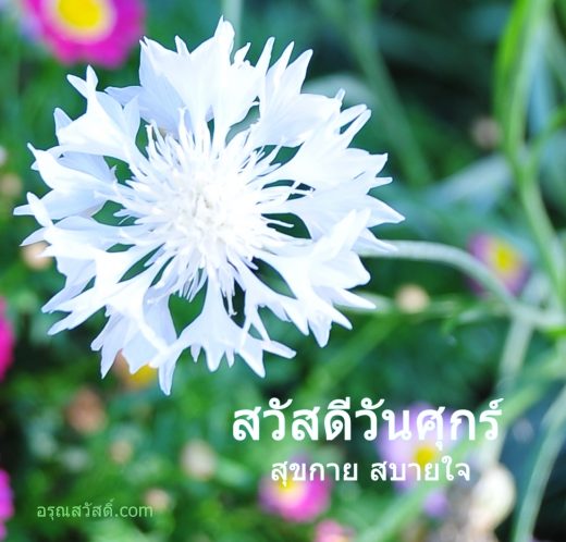 สวัสดีวันศุกร์