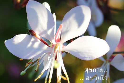 สวัสดีวันศุกร์