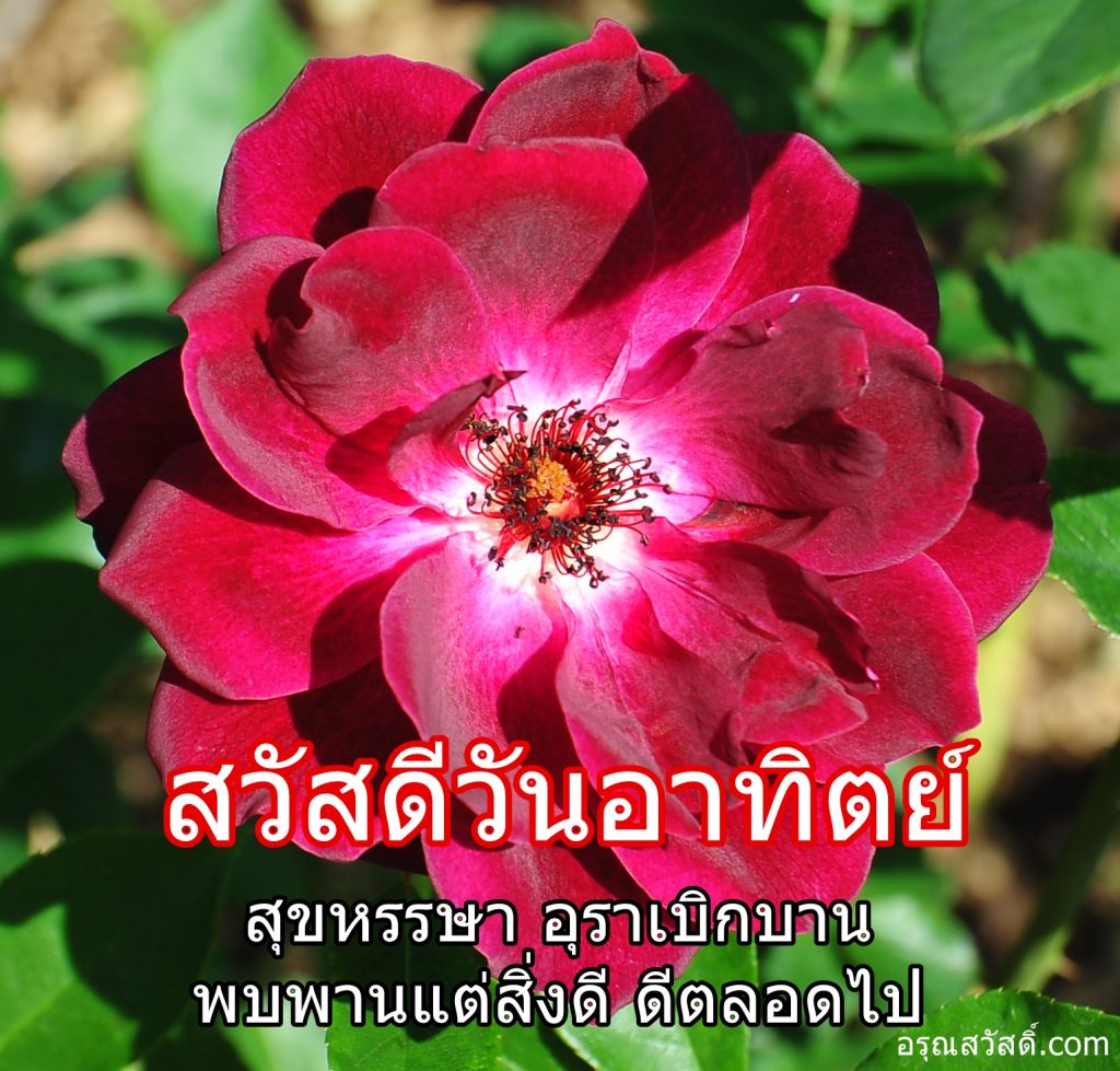 สวัสดีวันอาทิตย์