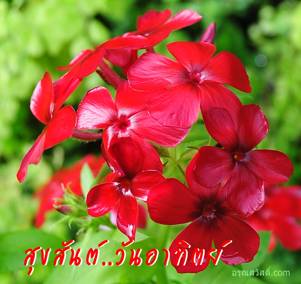 สวัสดีวันอาทิตย์