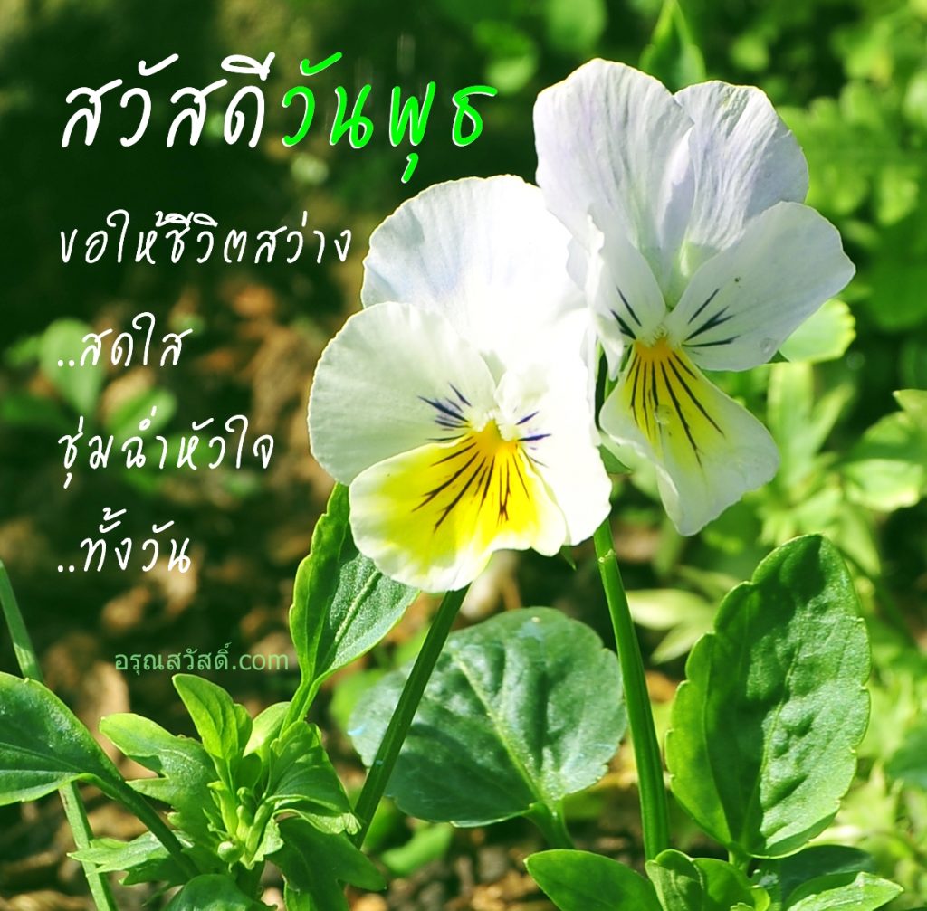 สวัสดีวันพุธ