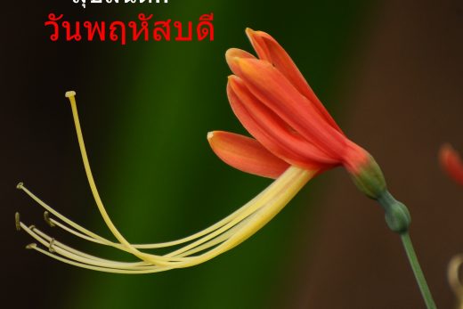สวัสดีวันพฤหัสบดี