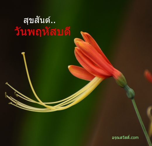 สวัสดีวันพฤหัสบดี