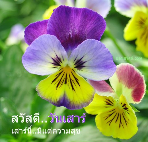 สวัสดีวันเสาร์