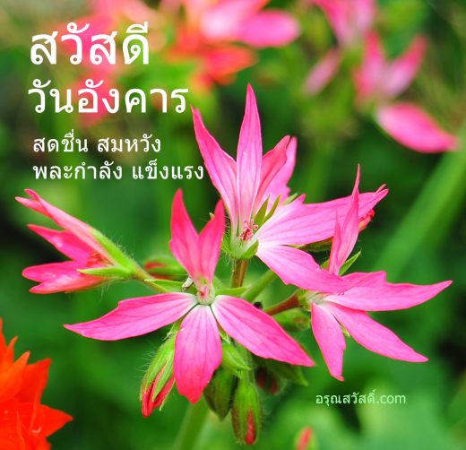 สวัสดีวันอังคาร