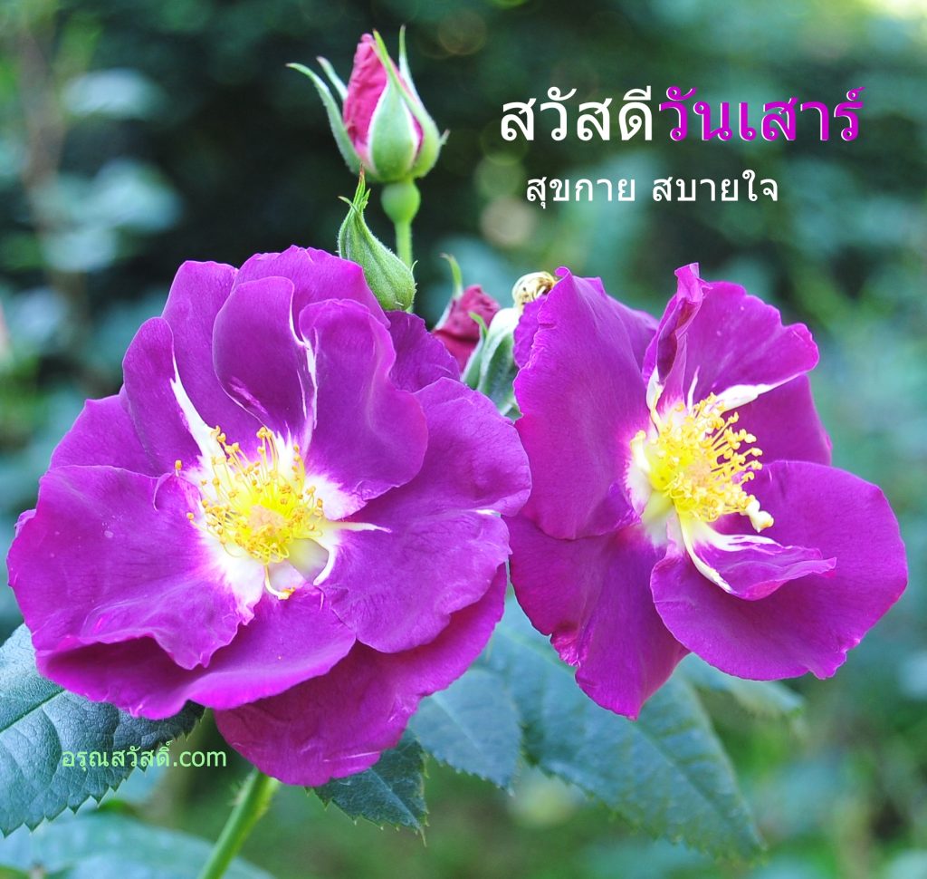 สวัสดีวันเสาร์