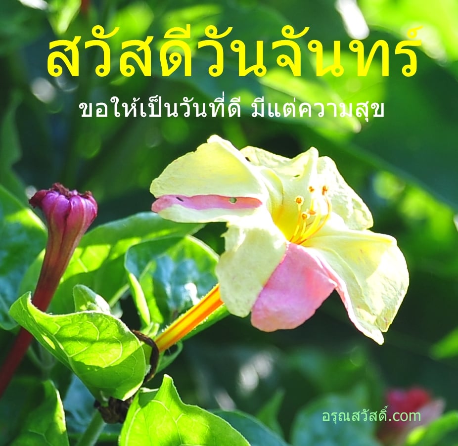 สวัสดีวันจันทร์