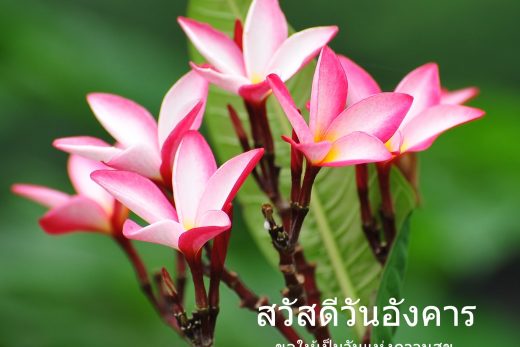 สวัสดีวันอังคาร